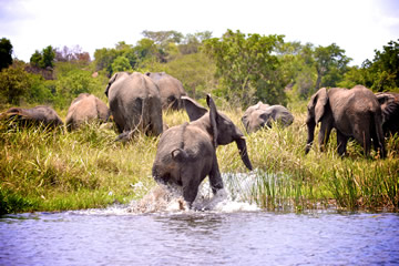 Wild elephant splashing in water beside rest of herd