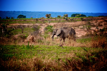 Lone elephant in grassland
