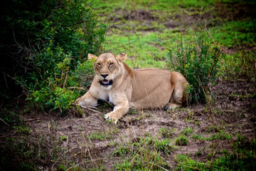 Lion looking towards camera