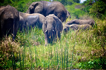 Elephant looks directly at camera amongst it's herd