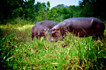 Three hippos in grass area