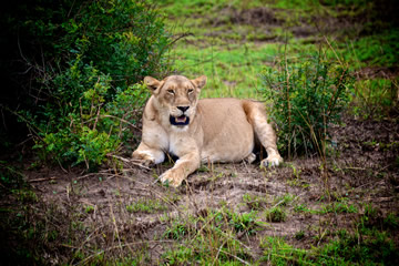 Lion looking at camera