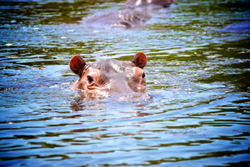 Head of hippo protruding from lake