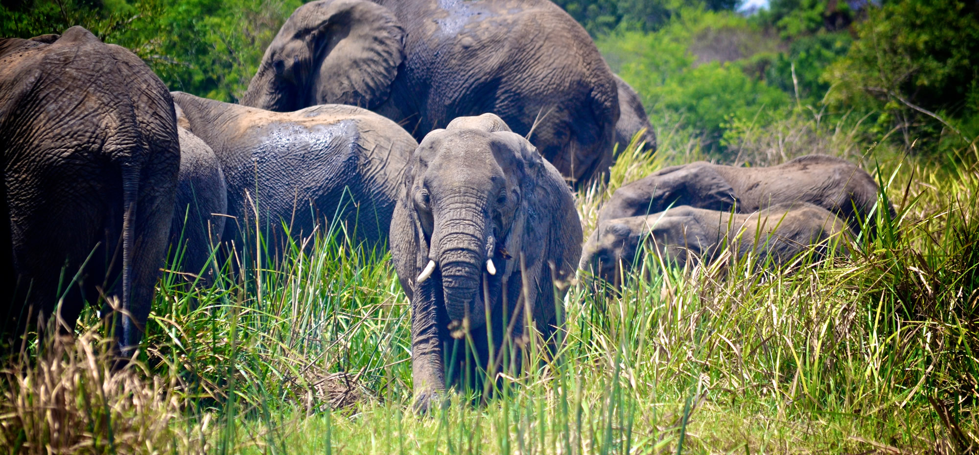 Elephant stares directly at camera amongst herd