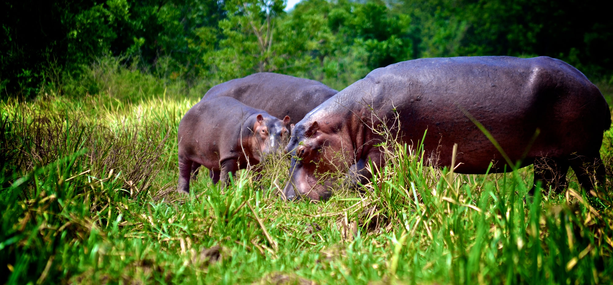 Three hippos in grass area