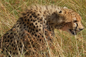 Cheetah sitting in grassland