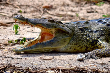 Crocodile with it's mouth poised open