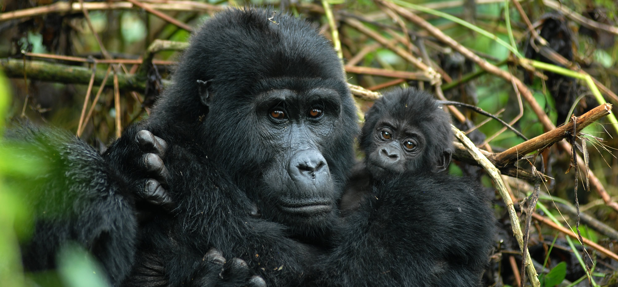 Gorilla with her baby