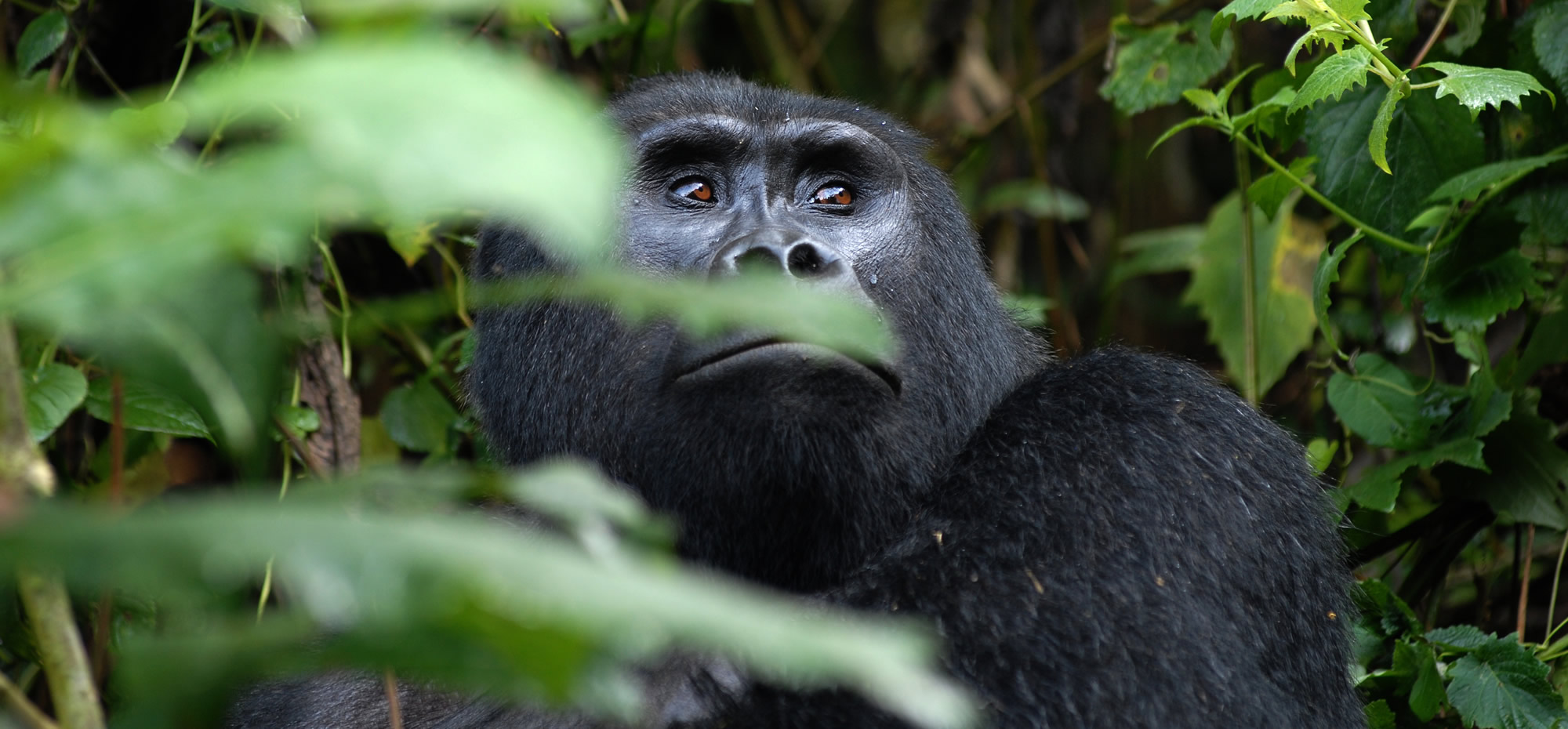 Gorilla looking upwards