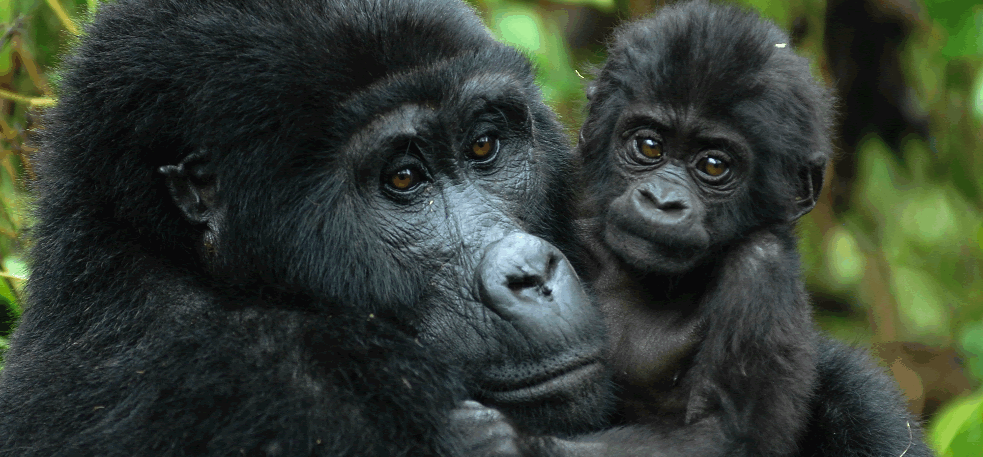 A female gorilla holding her baby to her face