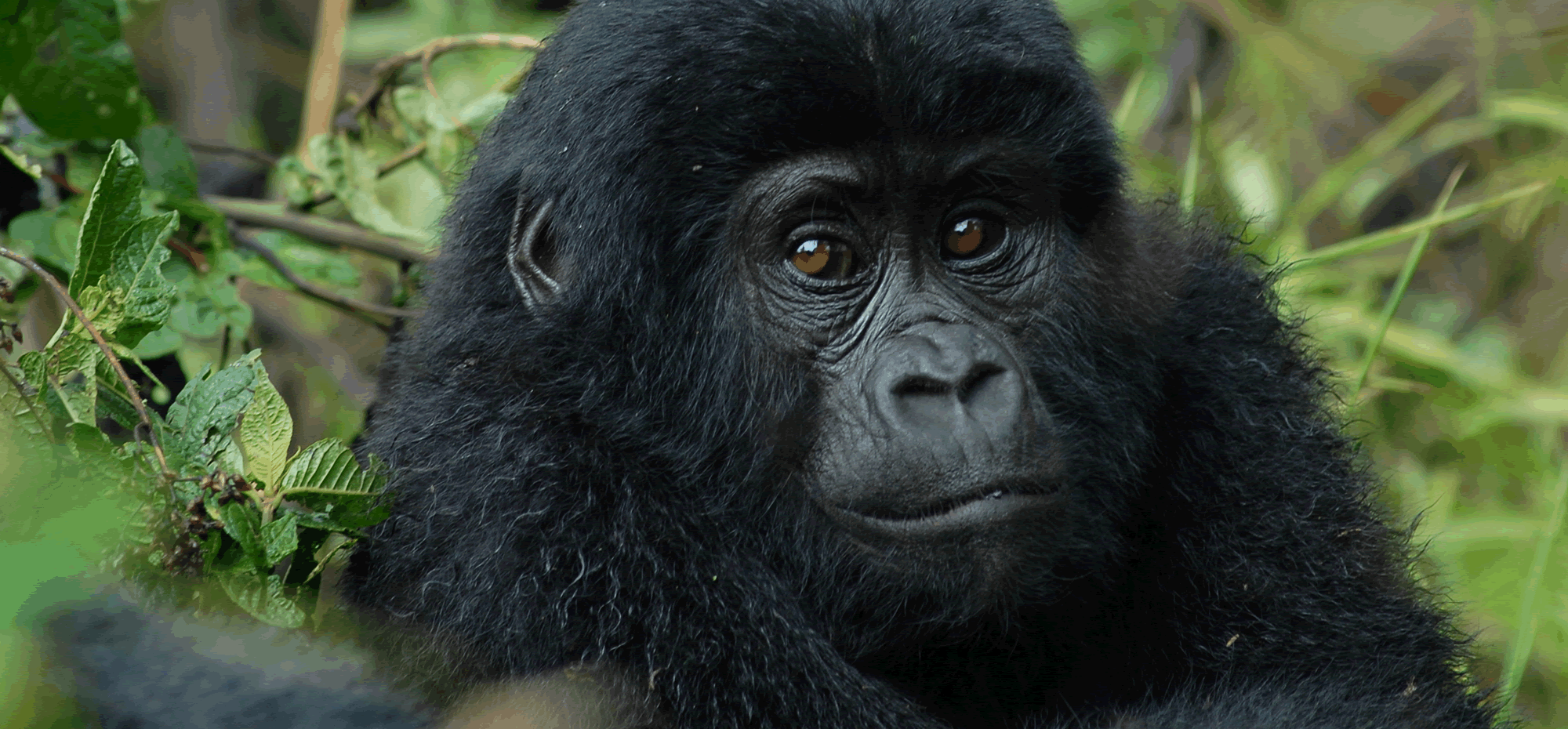 Young gorilla looking forward
