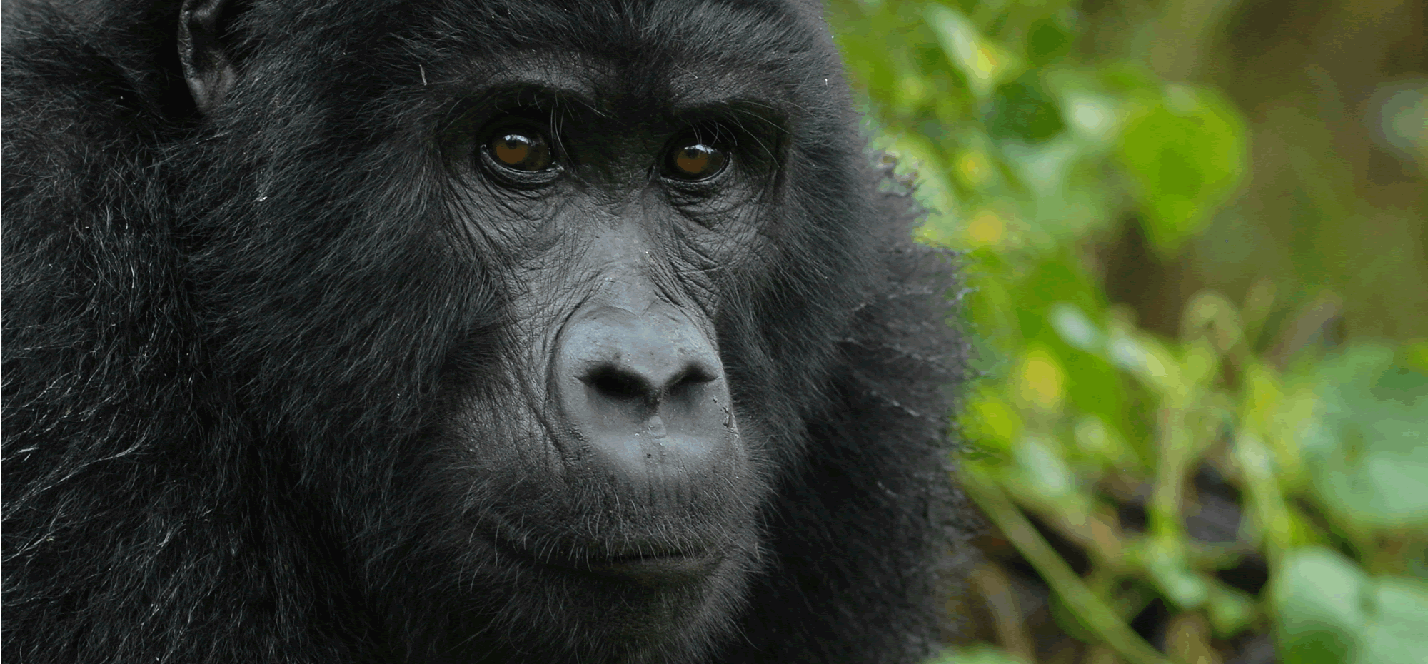 Male gorilla looking intensely 
