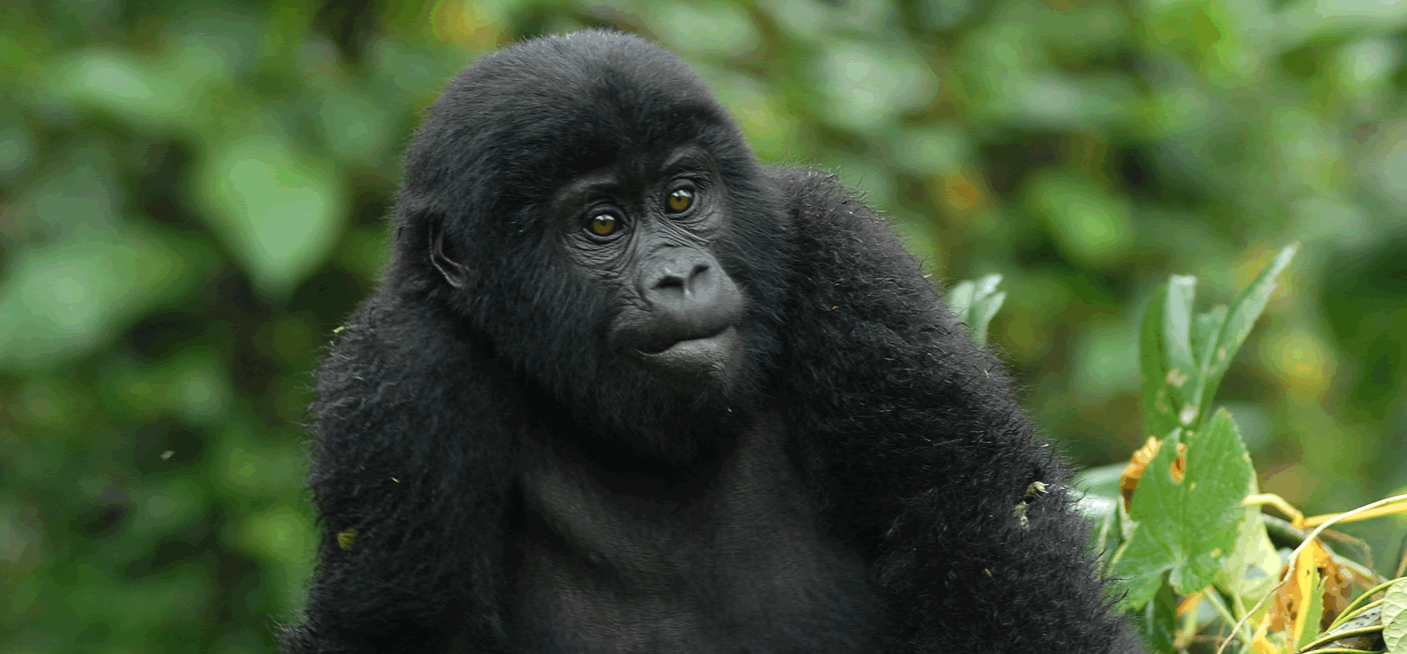 Young adult gorilla