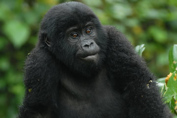 Gorilla