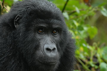 Male Gorilla looking forwards intensly