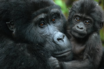 Female gorilla holding her baby