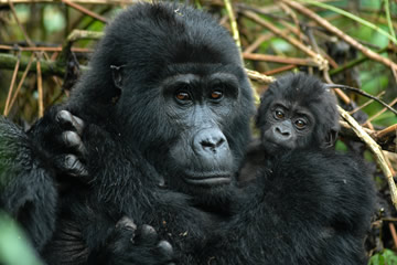 Gorilla sat with its child