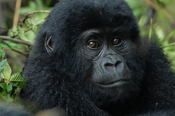 Young gorilla looking towards camera