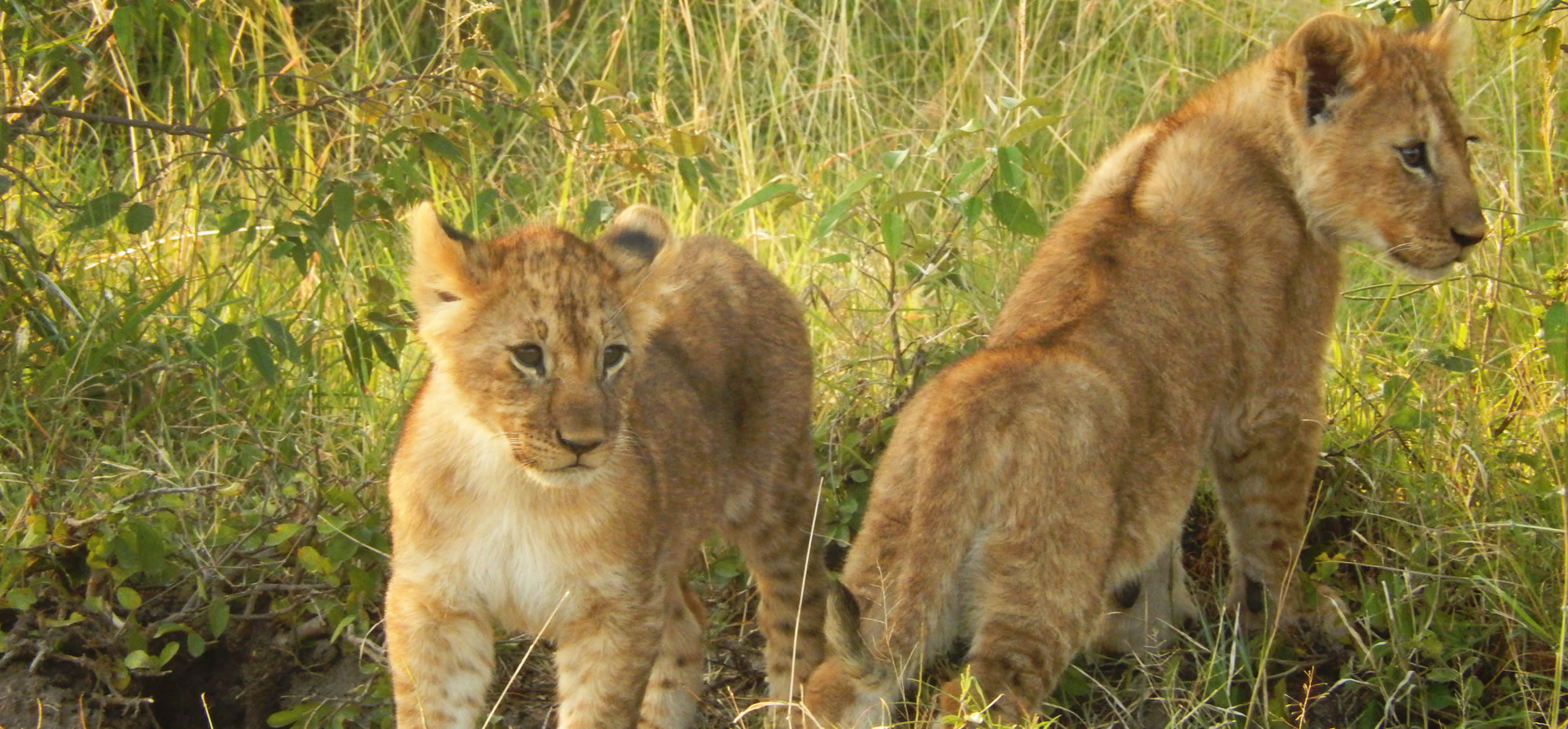 2 baby lion cubs