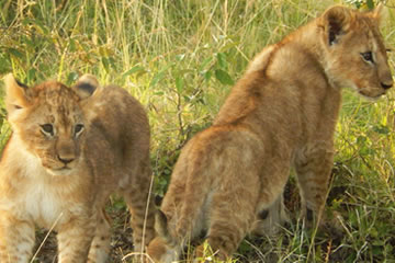 Two baby lion cubs