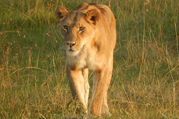 Lioness on prowl in grassland