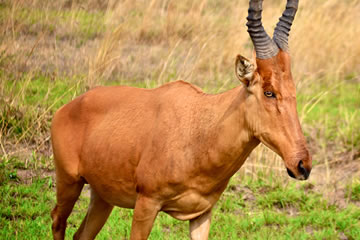 Single antelope in field