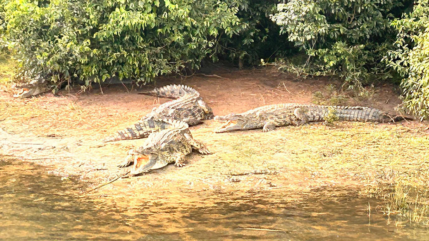 Crocodiles