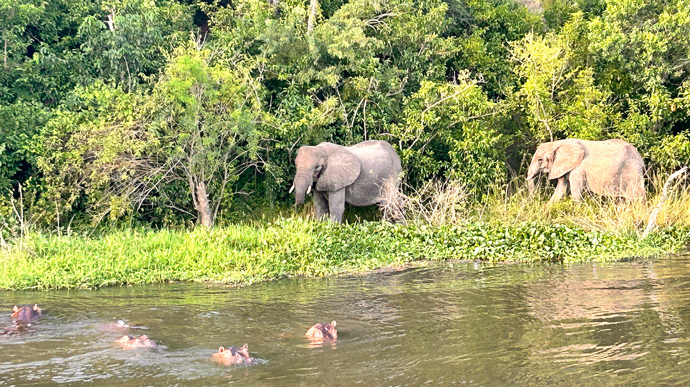 elephants